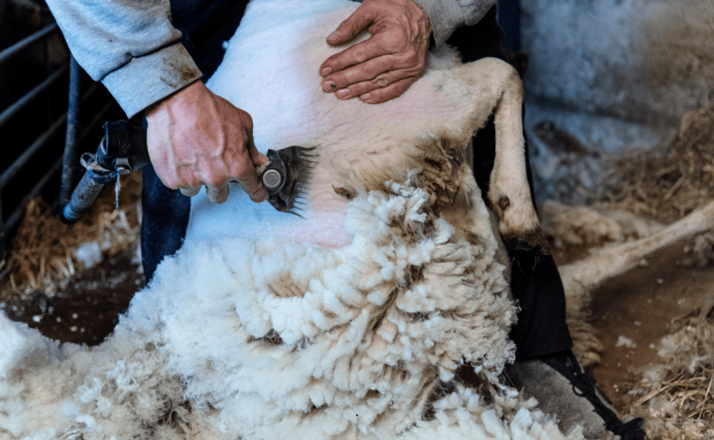Barn Shearing